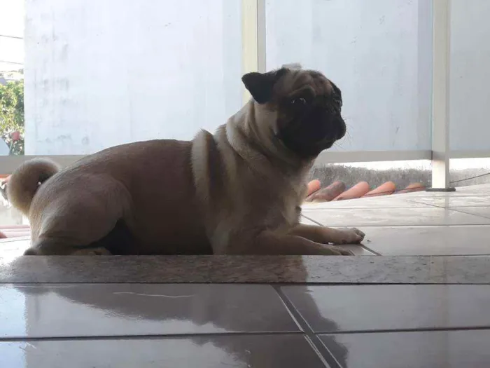 Cachorro raça Pug idade 1 ano nome Scooby