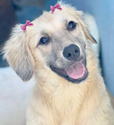 Cachorro ra a  idade  nome Belinha Filhote