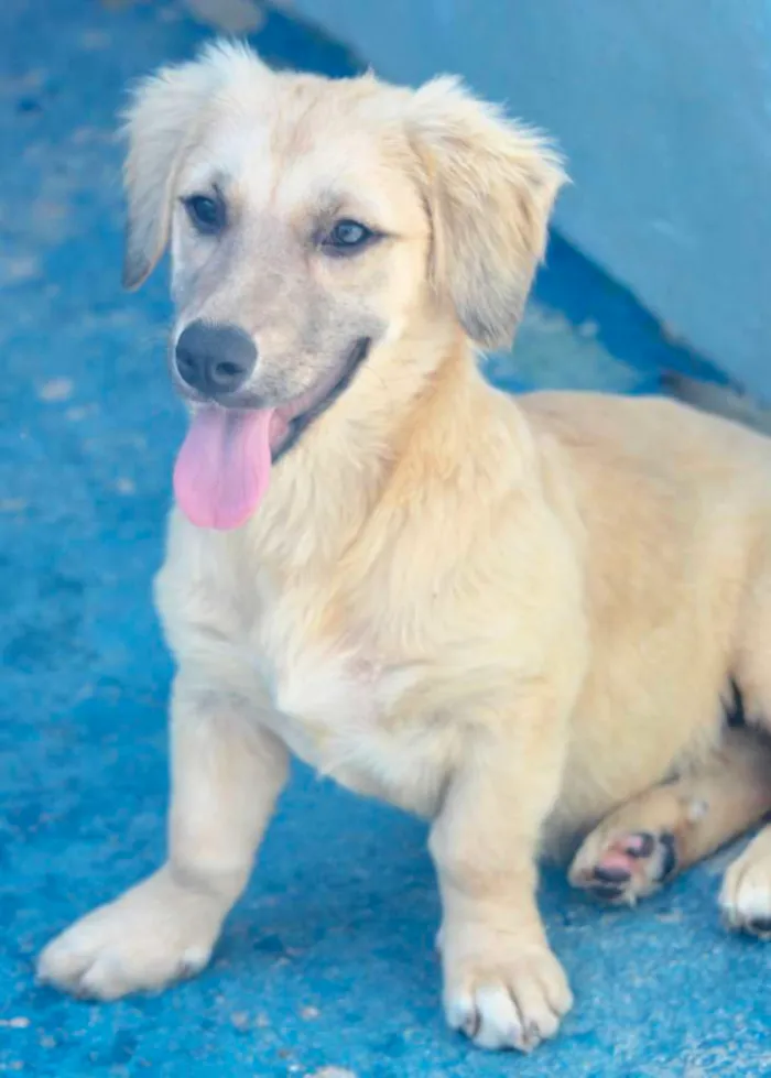 Cachorro ra a  idade  nome Belinha Filhote