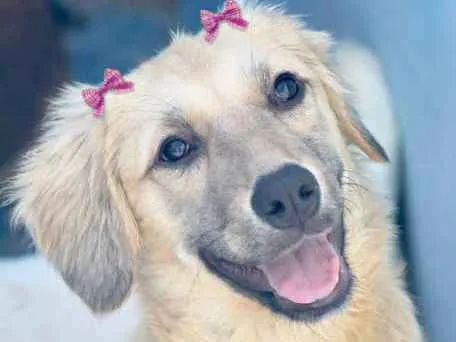 Cachorro ra a  idade  nome Belinha Filhote
