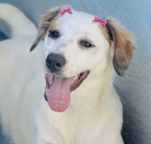 Cachorro ra a  idade  nome Clara Filhote