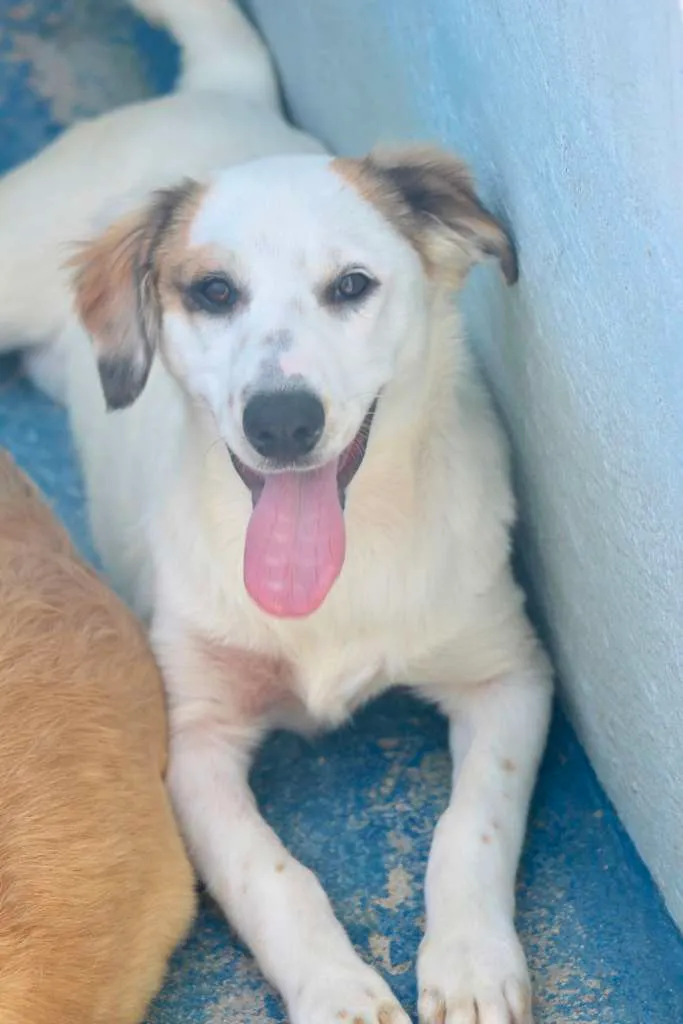 Cachorro ra a  idade  nome Clara Filhote