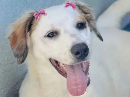 Cachorro ra a  idade  nome Clara Filhote