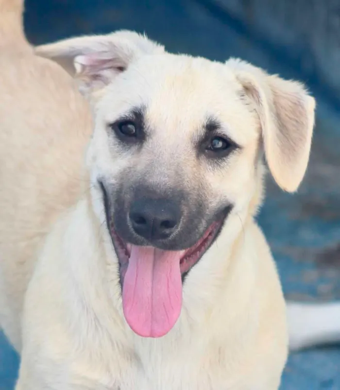 Cachorro ra a  idade  nome Teddy Filhotinho