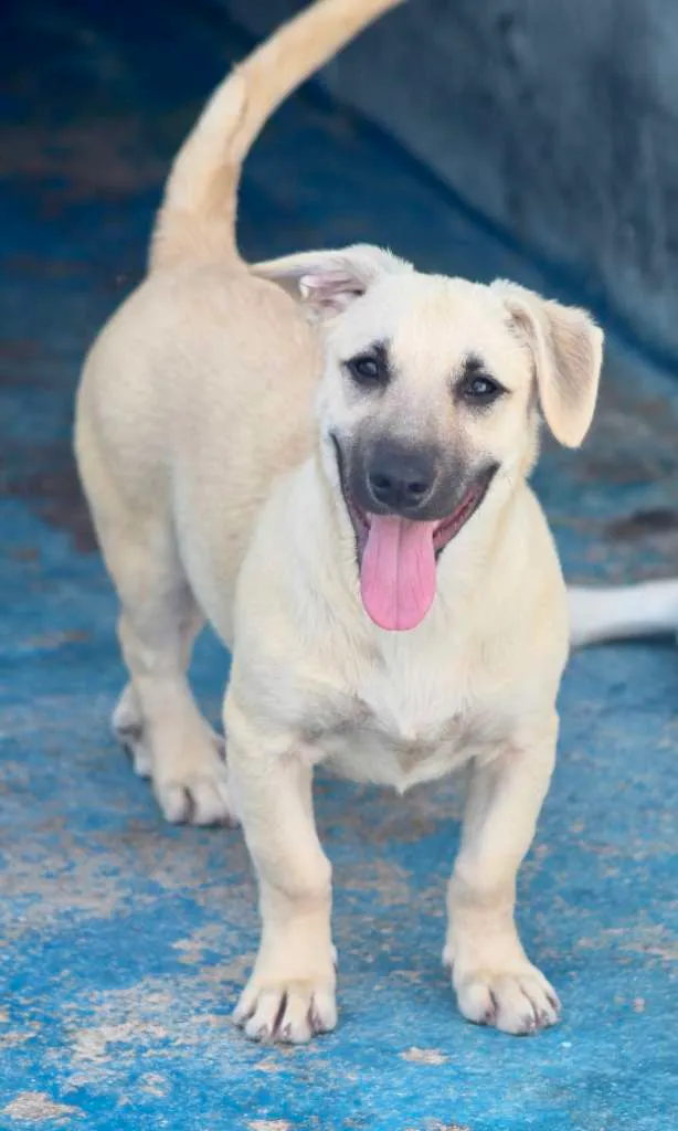 Cachorro ra a  idade  nome Teddy Filhotinho