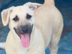 Cachorro raça  idade  nome Teddy Filhotinho