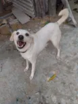 Mel