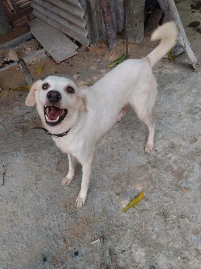 Cachorro raça Simples idade 3 anos nome Mel