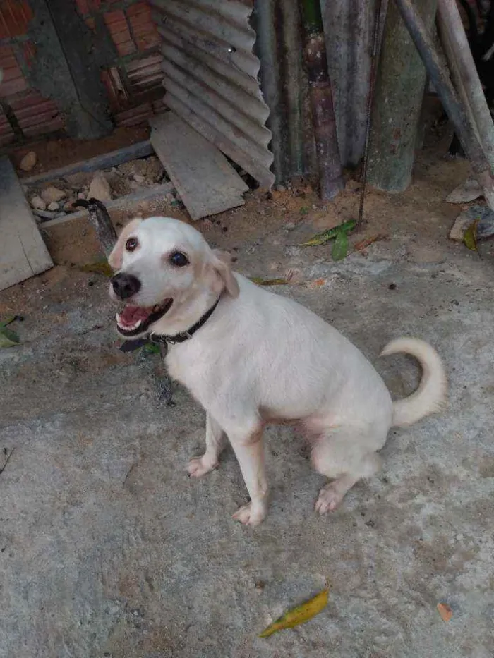 Cachorro raça Simples idade 3 anos nome Mel