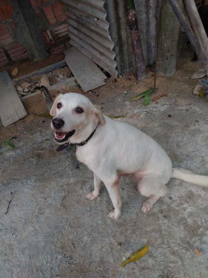 Cachorro raça Simples idade 3 anos nome Mel