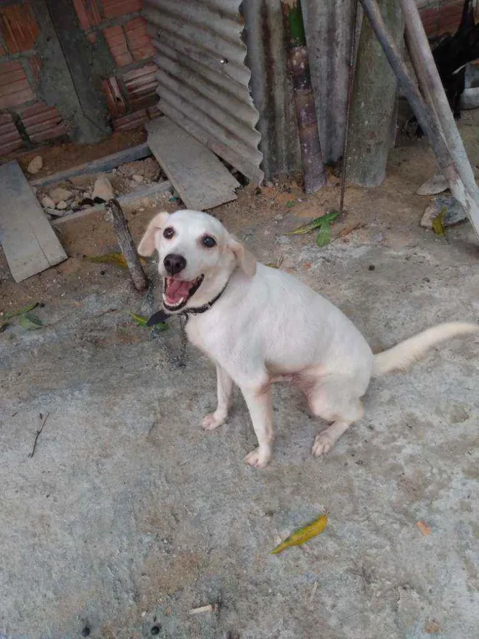 Cachorro raça Simples idade 3 anos nome Mel