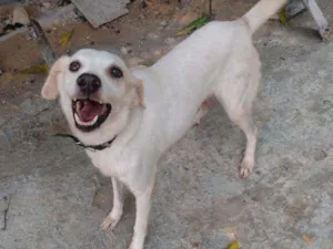 Cachorro raça Simples idade 3 anos nome Mel