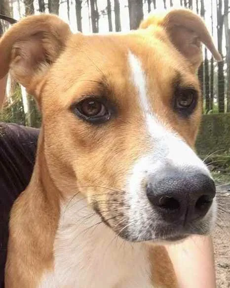 Cachorro raça SRD idade 7 a 11 meses nome Tazz
