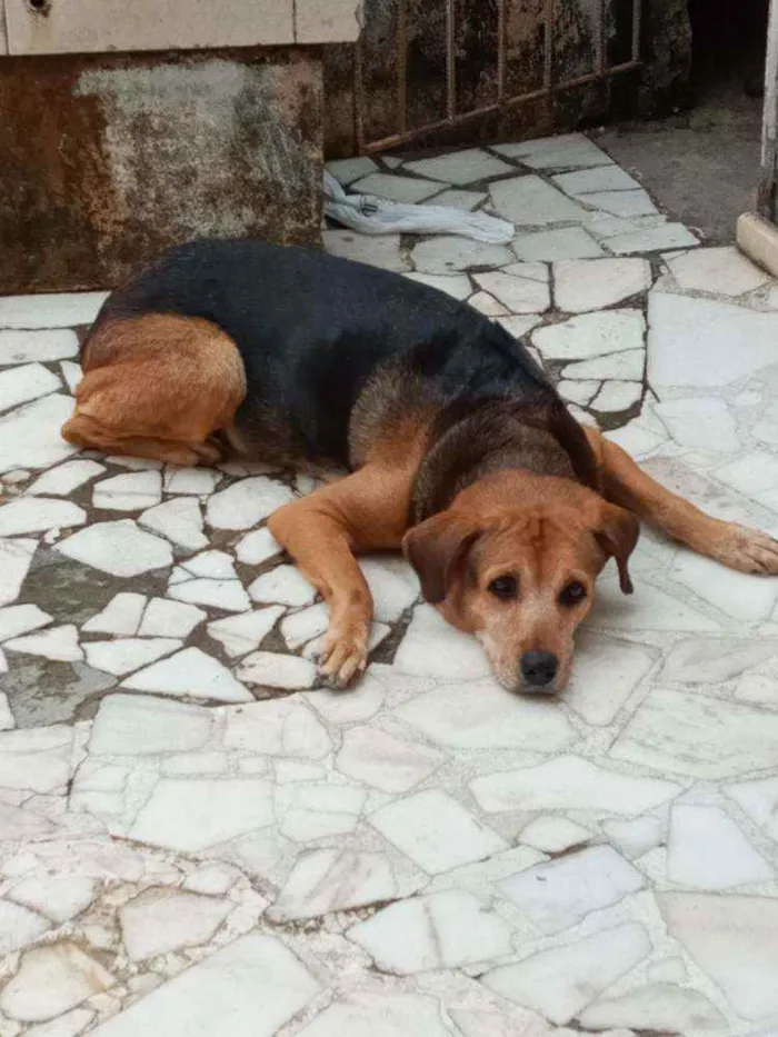 Cachorro ra a SRF idade 6 ou mais anos nome Duquesa