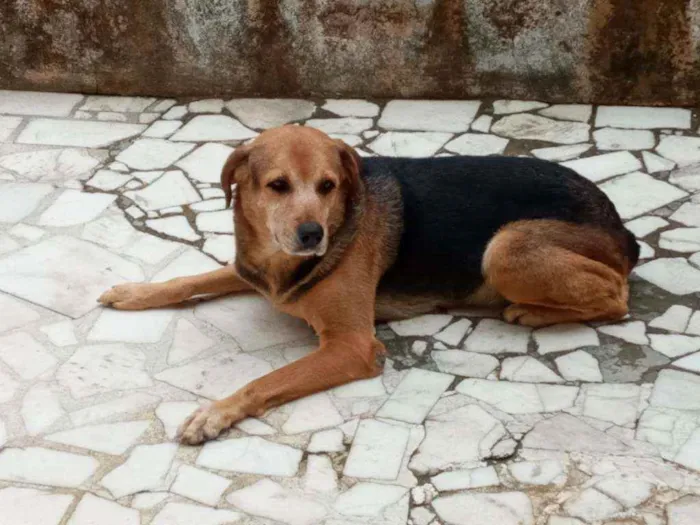 Cachorro ra a SRF idade 6 ou mais anos nome Duquesa