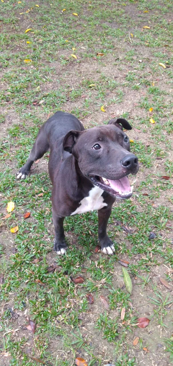 Cachorro ra a Pitibuul idade 4 anos nome Boris