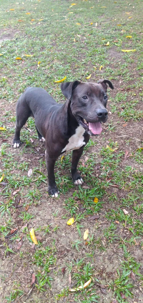 Cachorro ra a Pitibuul idade 4 anos nome Boris