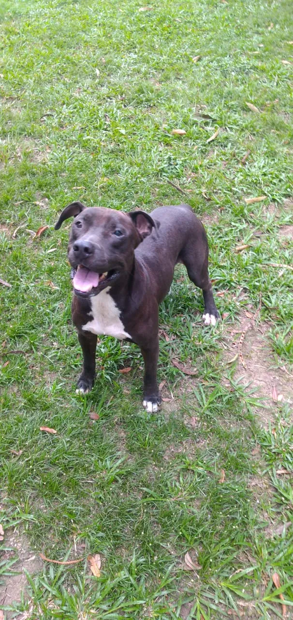 Cachorro ra a Pitibuul idade 4 anos nome Boris