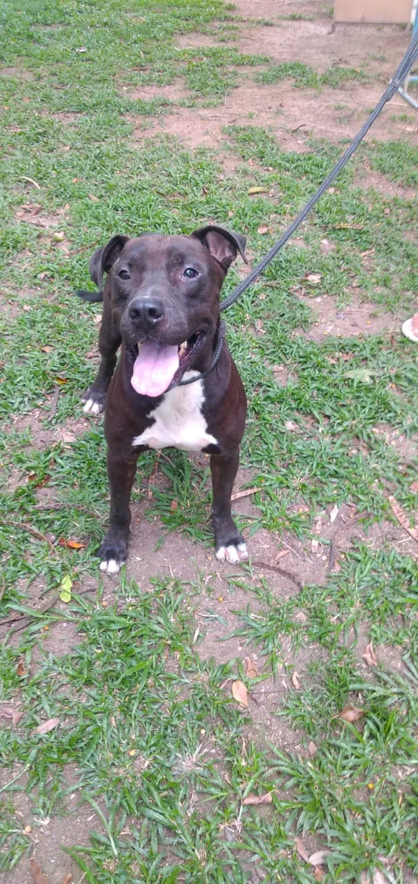 Cachorro ra a Pitibuul idade 4 anos nome Boris