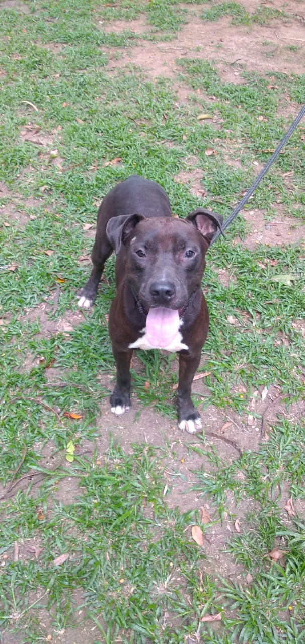 Cachorro ra a Pitibuul idade 4 anos nome Boris