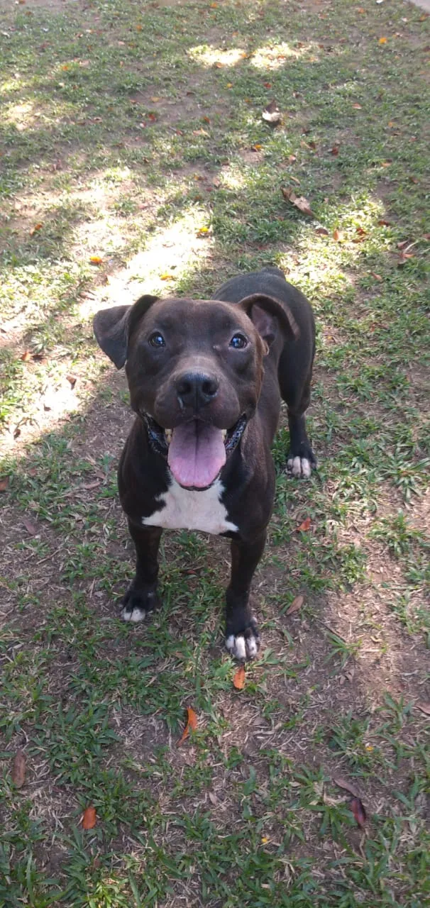 Cachorro ra a Pitibuul idade 4 anos nome Boris