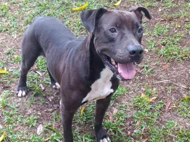 Cachorro ra a Pitibuul idade 4 anos nome Boris