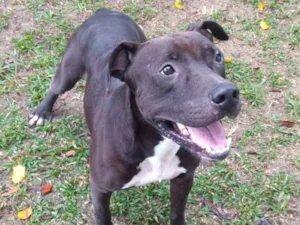 Cachorro raça Pitibuul idade 4 anos nome Boris