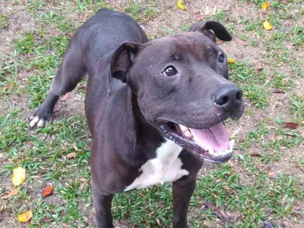 Cachorro ra a Pitibuul idade 4 anos nome Boris