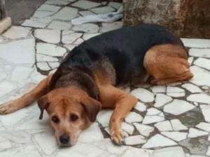 Cachorro raça SRF idade 6 ou mais anos nome Duquesa