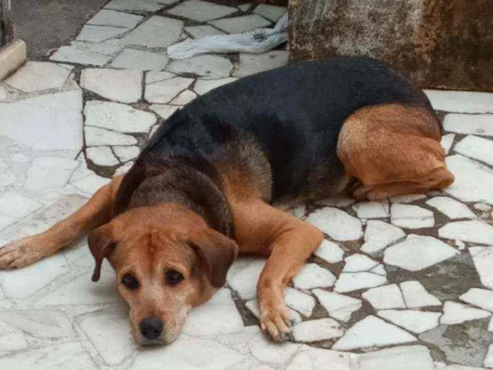 Cachorro ra a SRF idade 6 ou mais anos nome Duquesa