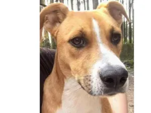 Cachorro raça SRD idade 7 a 11 meses nome Tazz