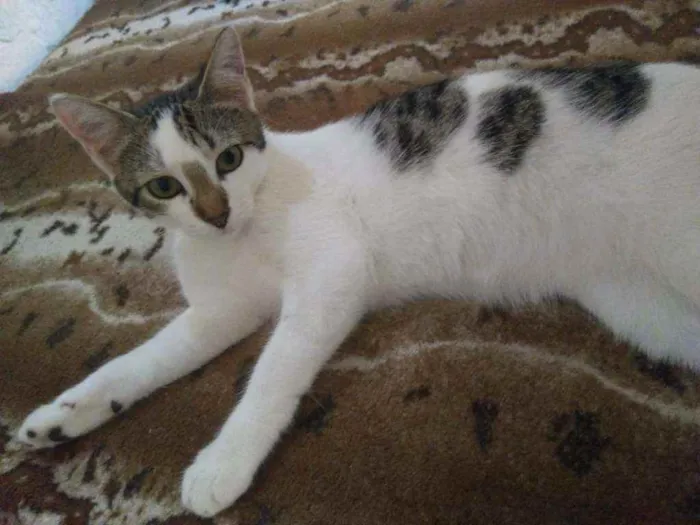 Gato ra a  idade 2 a 6 meses nome Sem nome