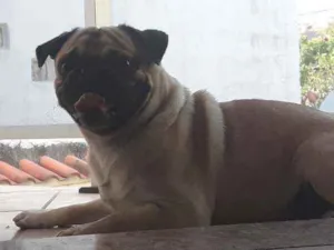 Cachorro raça Pug idade 1 ano nome Scooby