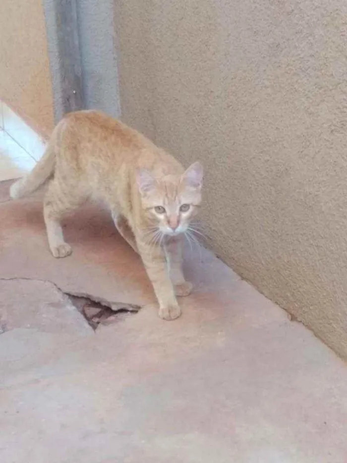 Gato ra a SRD idade 7 a 11 meses nome Vários