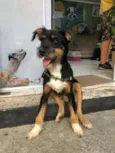 Rambo