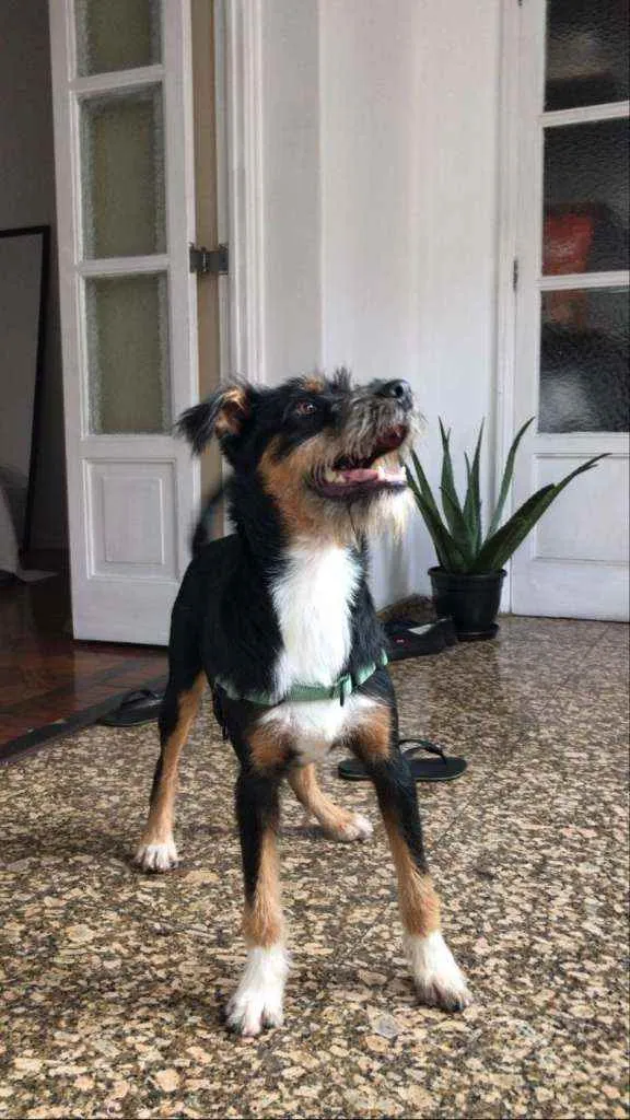 Cachorro ra a SRD idade 1 ano nome Rambo