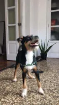 Rambo