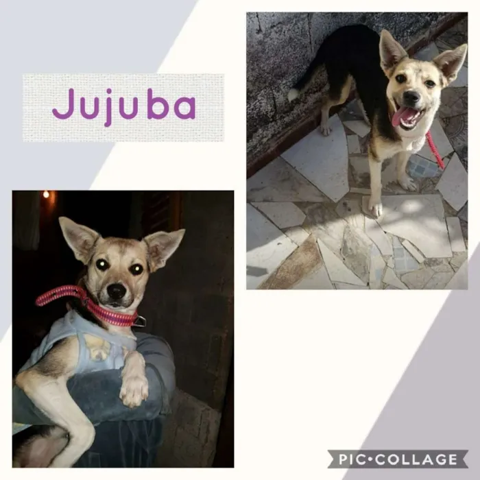 Cachorro ra a SRD-ViraLata idade 7 a 11 meses nome JUJUBA