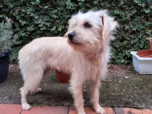 Cachorro raça SRD idade 2 anos nome Shakira