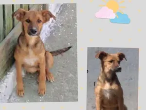 Cachorro raça SRD idade 2 a 6 meses nome LAURINHA