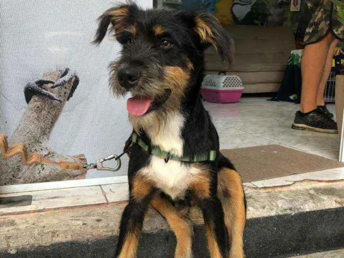 Cachorro ra a SRD idade 1 ano nome Rambo