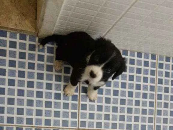 Cachorro ra a MESTIÇO PITBULL idade 2 a 6 meses nome POMPOM