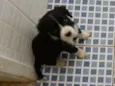 POMPOM