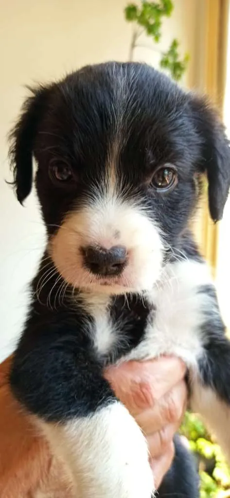 Cachorro ra a MESTIÇO PITBULL idade 2 a 6 meses nome POMPOM