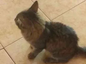 Gato raça Sem raça  idade 2 a 6 meses nome Miu miu