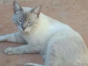 Gato raça SRD idade 7 a 11 meses nome Vários