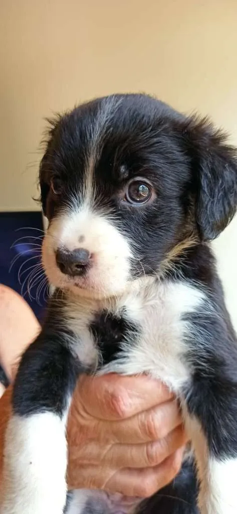 Cachorro ra a MESTIÇO PITBULL idade 2 a 6 meses nome POMPOM