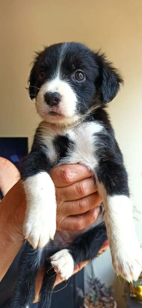 Cachorro ra a MESTIÇO PITBULL idade 2 a 6 meses nome POMPOM