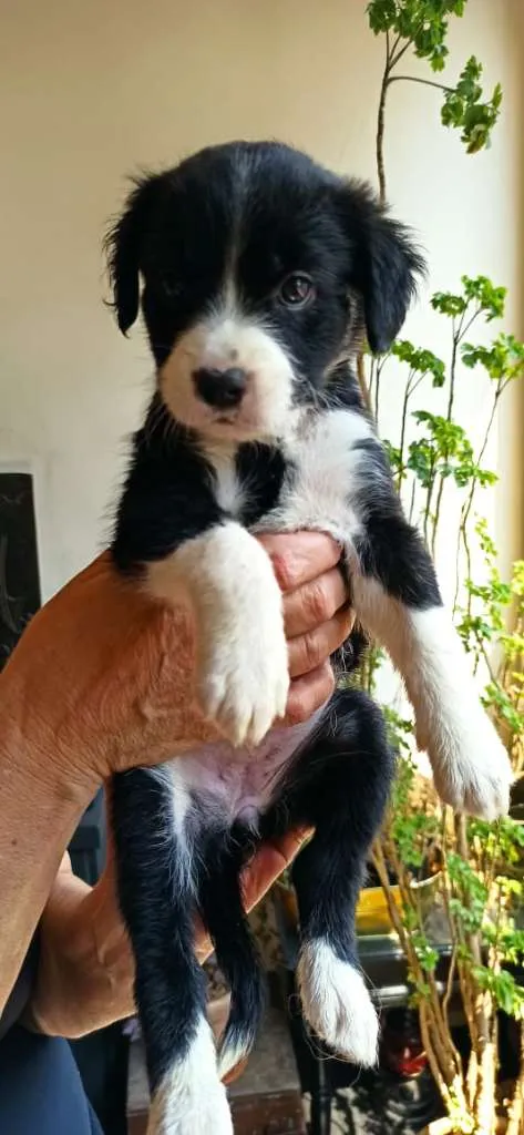 Cachorro ra a MESTIÇO PITBULL idade 2 a 6 meses nome POMPOM