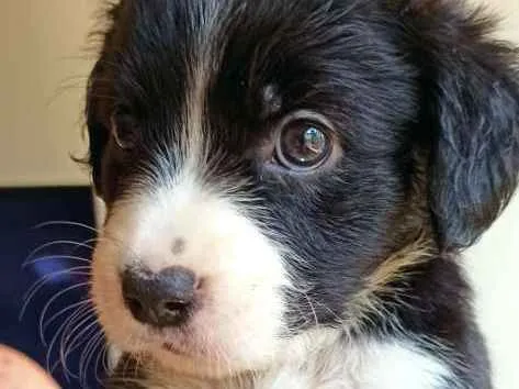 Cachorro ra a MESTIÇO PITBULL idade 2 a 6 meses nome POMPOM